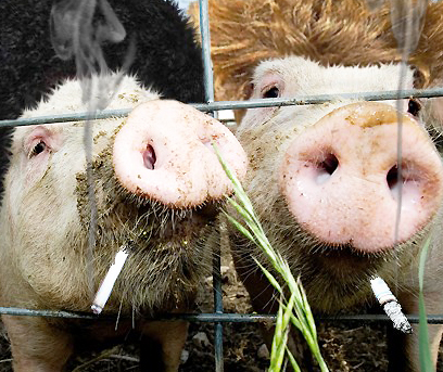 PigsSmoking.jpg