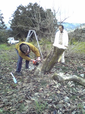 logging.JPG