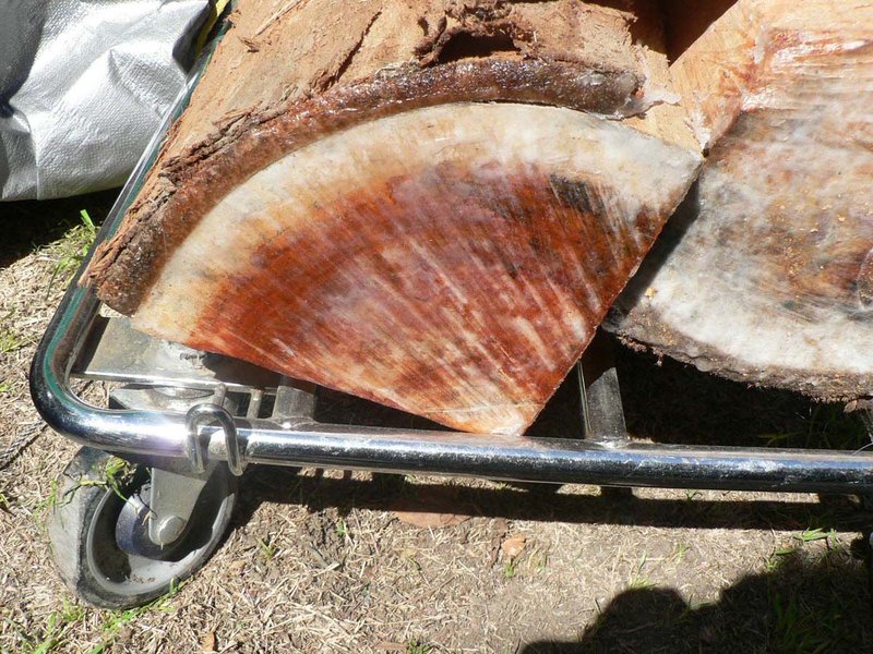 Eucalyptus1.jpg