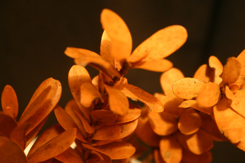 Golden Kauri leaves1.jpg