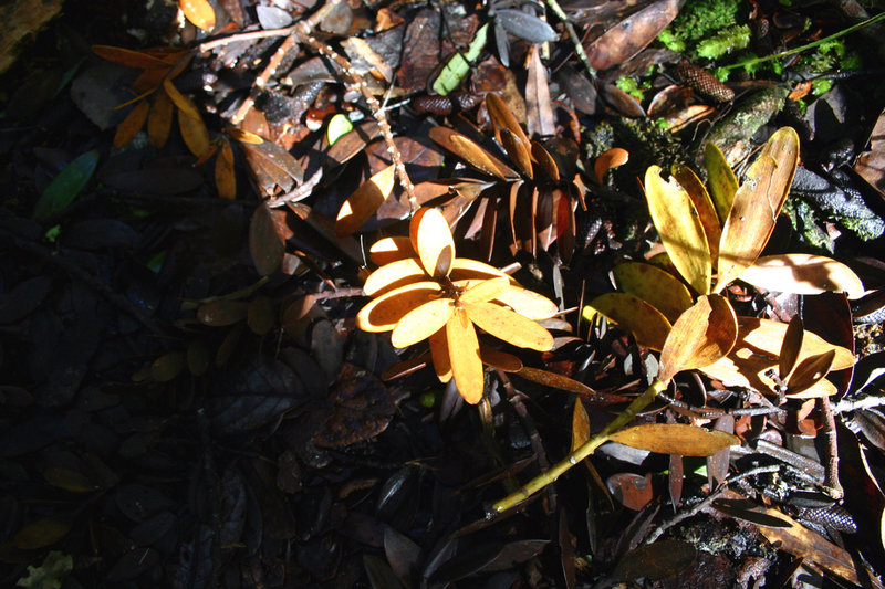 layers and layers of kauri leaves at the base of the trees1.jpg