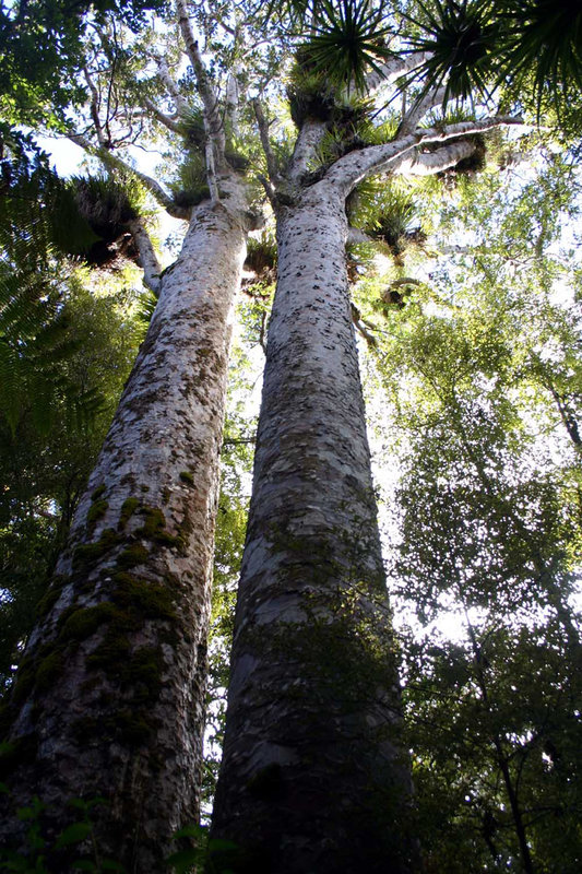 Majestic Kauri Tree's 1.jpg